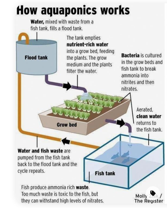 Aquaponics concept